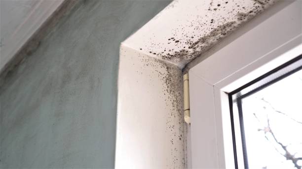 Stratford Downtown, CT Mold Removal Company