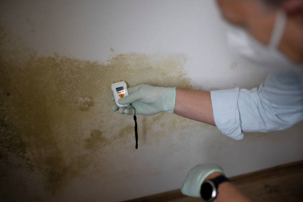 Best Commercial Mold Removal  in Stratford Downtown, CT