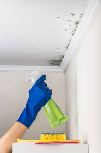 Best Certified Mold Removal  in Stratford Downtown, CT